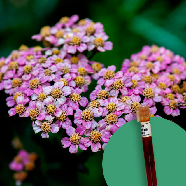 Yarrow