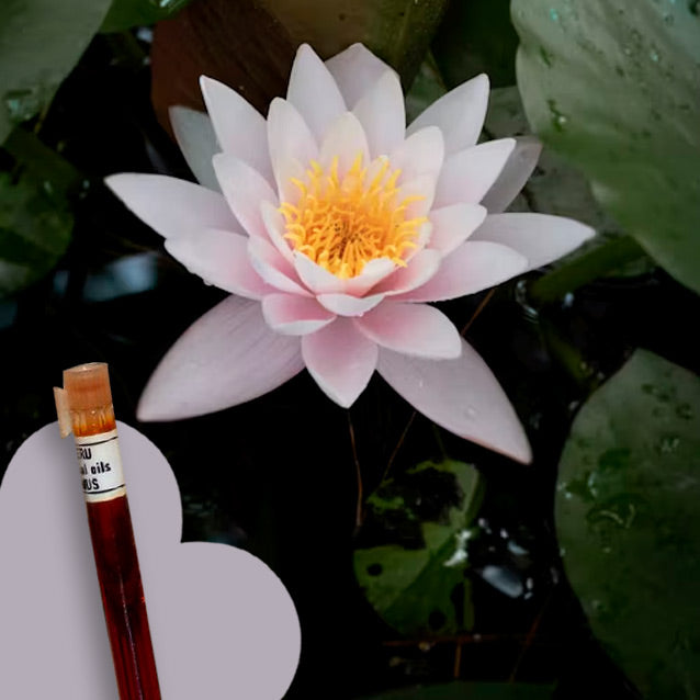 Lotus