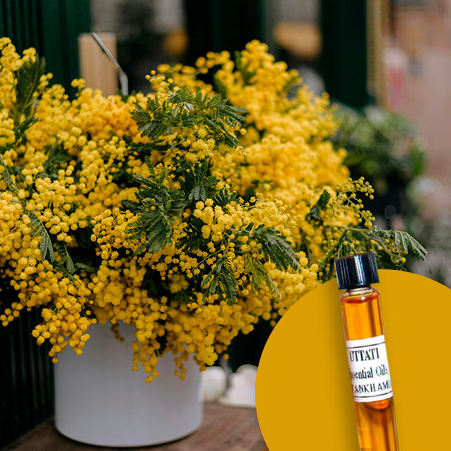 Mimosa